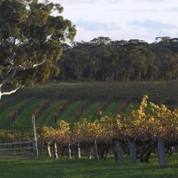 Barossa Valley Tourism House