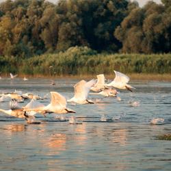 Danube Tourism House