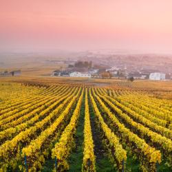 Champagne Tourism House