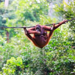 Borneo Tourism House