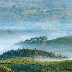 Munnar and Surroundings Tourism House