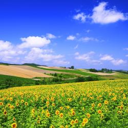 Hokkaido Tourism House