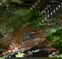 Louisiana Cajun Mansion - Tourism House