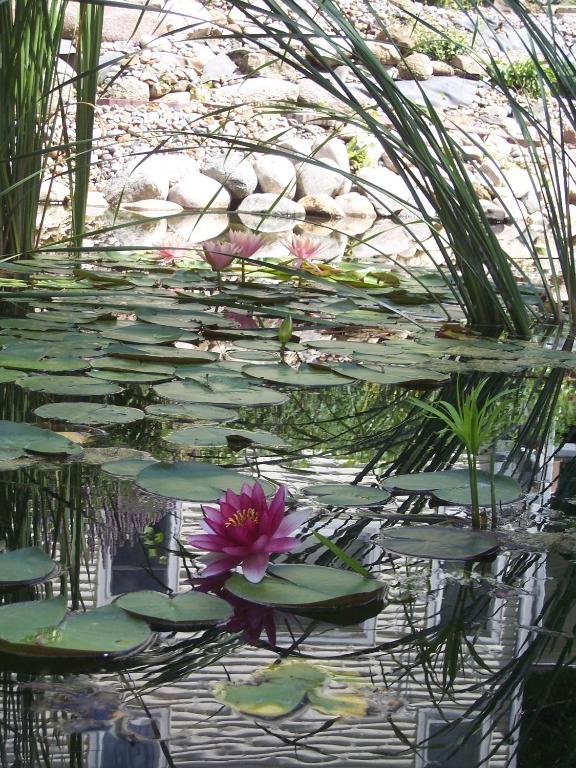 Green Belt Bed & Breakfast - thumb 6