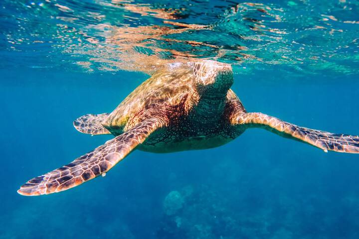 Four Seasons Resort Lanai - thumb 6