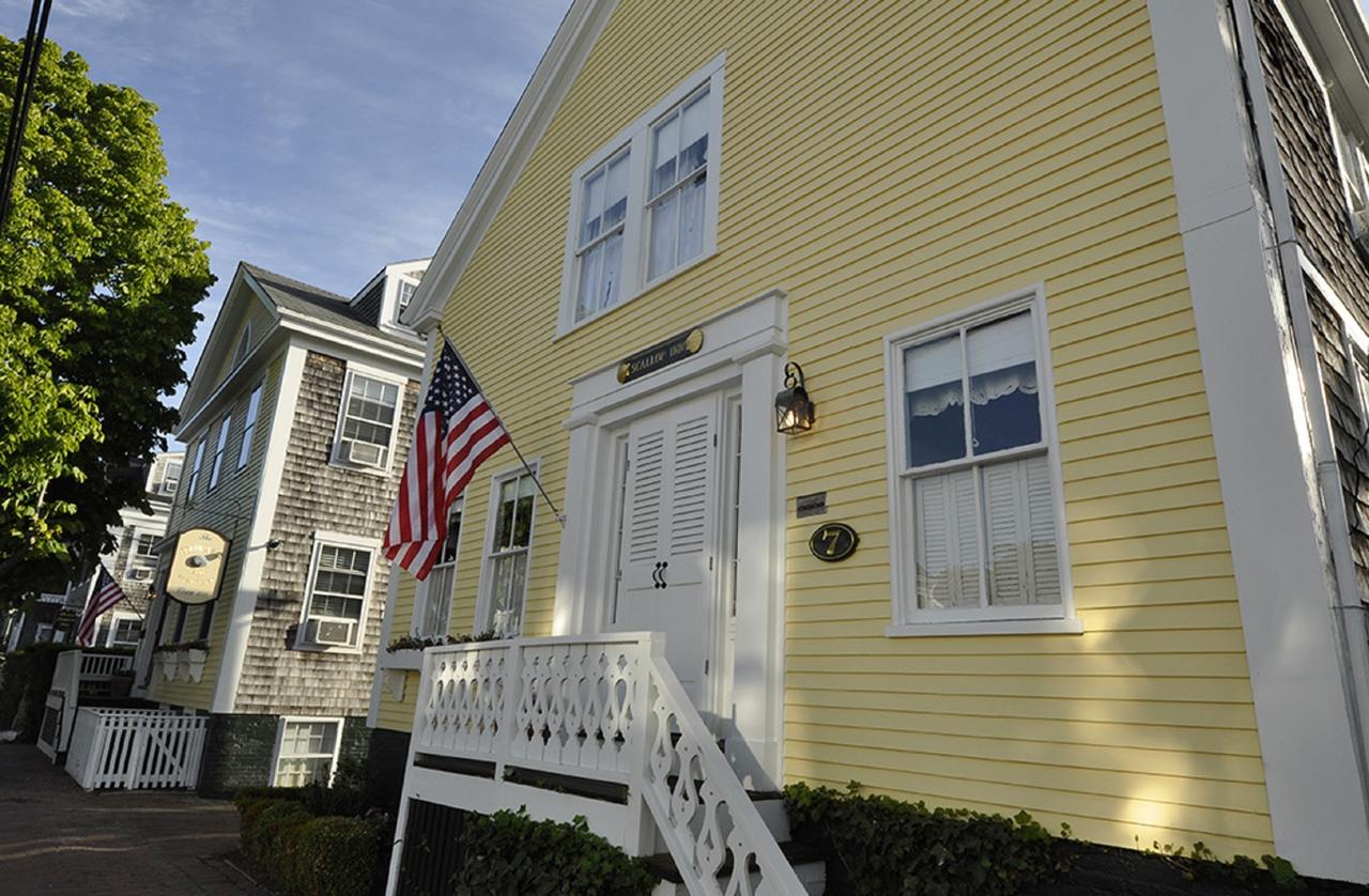 Nantucket Periwinkle - thumb 3