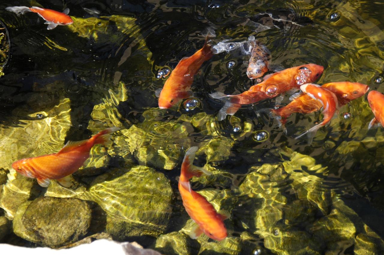 Milo's Inn At Boulder - thumb 11