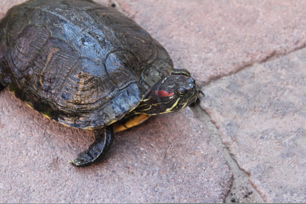 Milo's Inn At Boulder - thumb 13