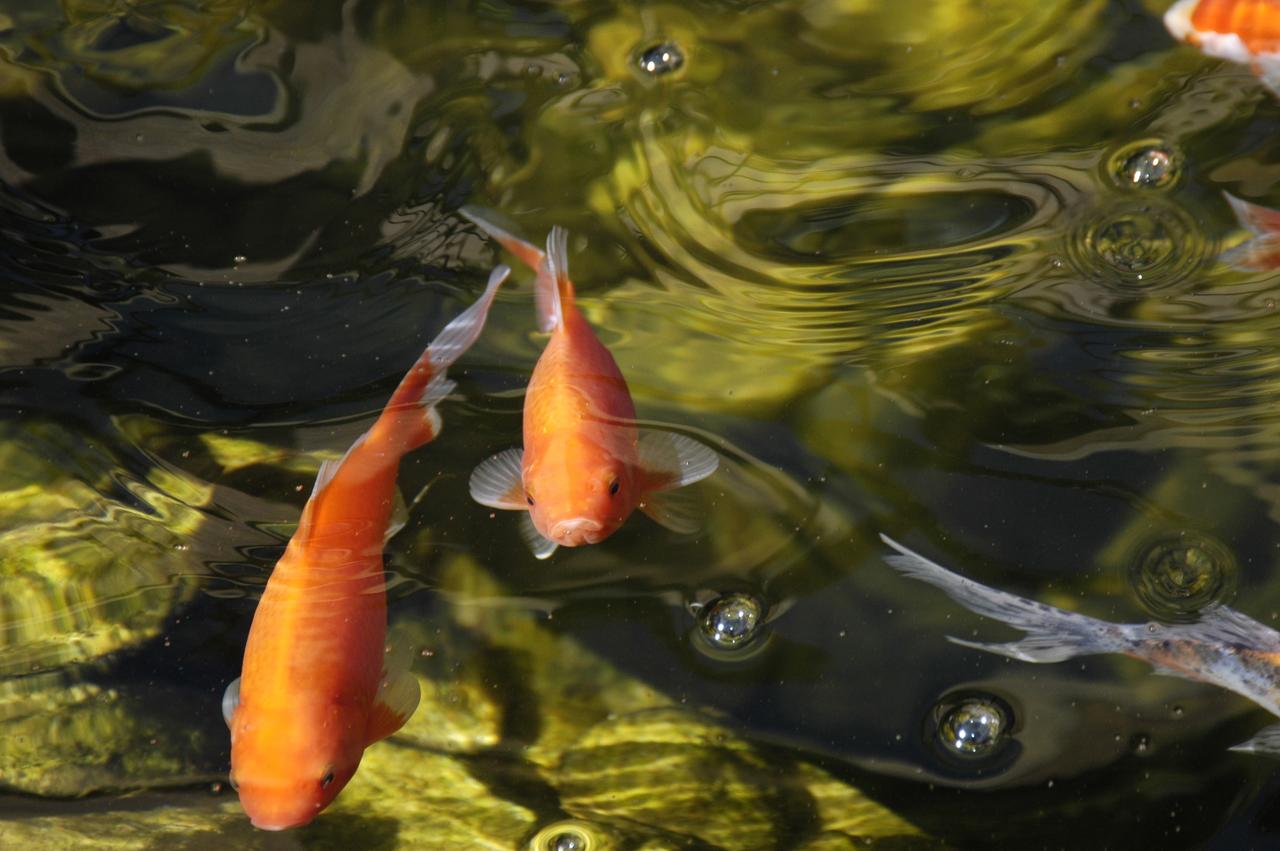 Milo's Inn At Boulder - thumb 12
