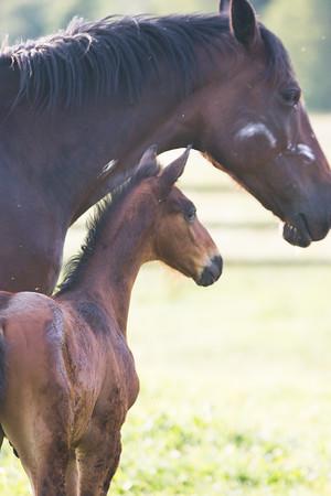 Letchworth Farm - thumb 3