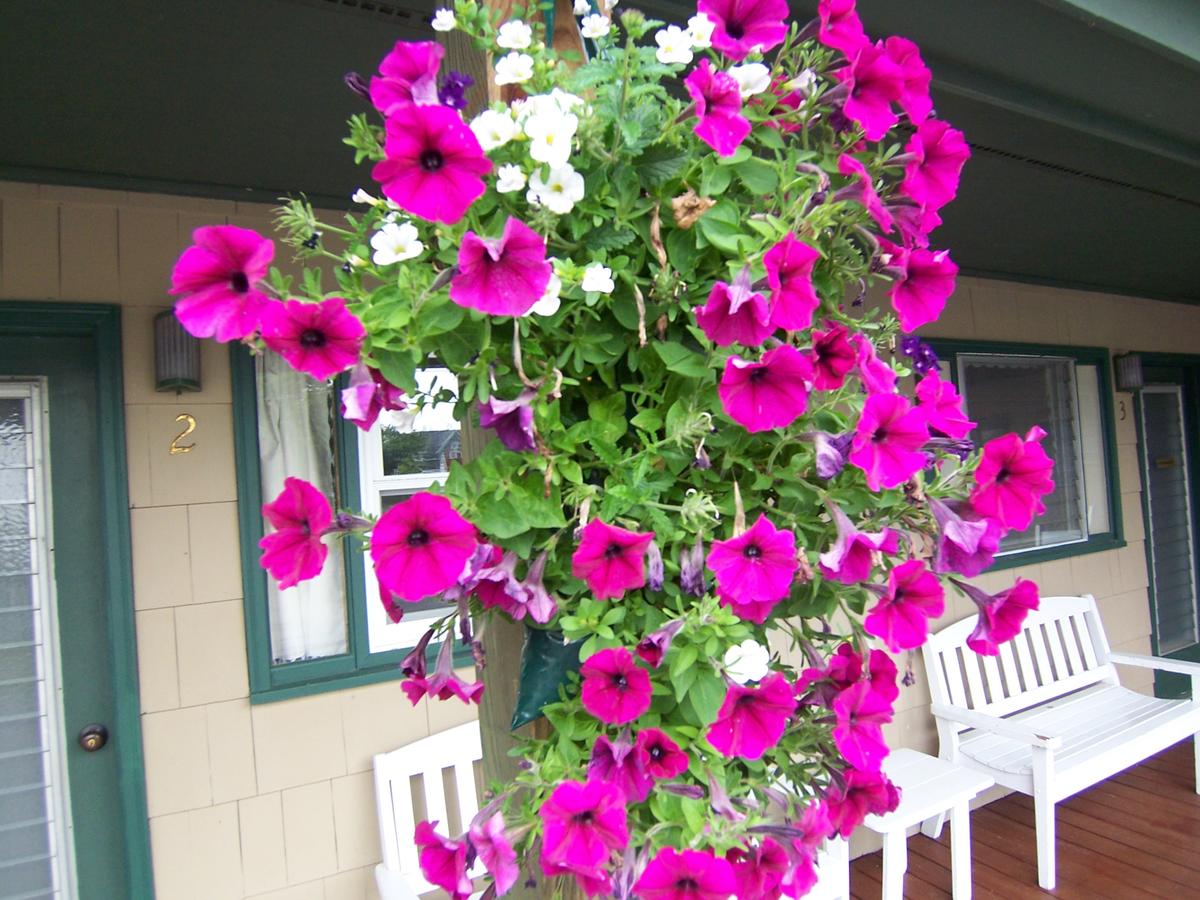 Wooden Boat Inn - thumb 11