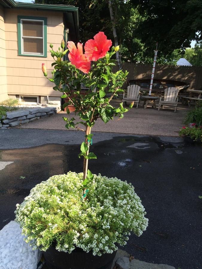 Wooden Boat Inn - thumb 44