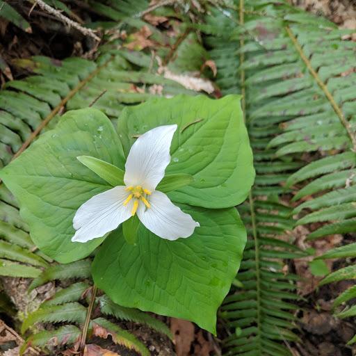 An Oasis In The Country - thumb 8