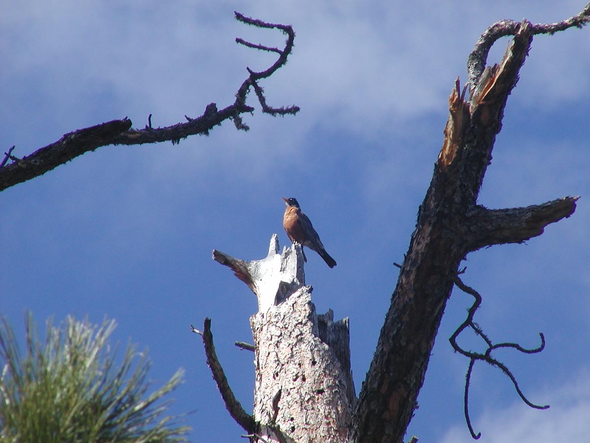 ThunderHeart - thumb 25