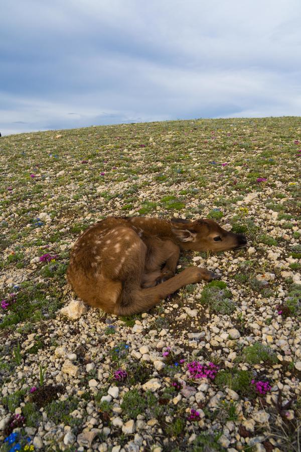 Wyoming High Country Lodge - thumb 15