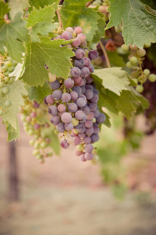 Geyserville Inn - thumb 30