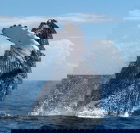 Maui Whale Watching and Snorkeling Tour from Ma'alaea Harbor - Tourism House