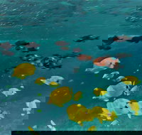 Molokini Crater Zodiak Adventure Snorkel and Turtle Cove Swim - Tourism House