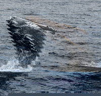 Four Winds II Molokini Snorkeling Tour from Maalaea Harbor - Tourism House