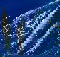 Lanai Snorkeling  Dolphin Encounter Aboard Quicksilver MAUI / Lahaina Harbor - Tourism House