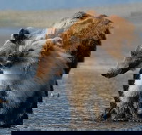 Alaska 7-Day Brown Bears and Denali Adventure from Anchorage - Tourism House