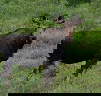 Ultimate Alaskan Adventure - Tourism House