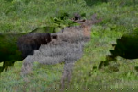 Anaktuvuk Pass Ak Tourism House