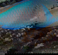 Molokini Snorkeling Adventure Aboard Calypso MAUI / Ma'alaea Harbor - Tourism House