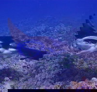 Night Manta Ray Adventure - Tourism House