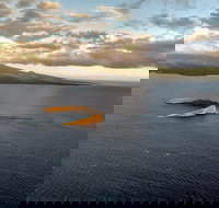 Maui Whale Watching -Private- Air Tour Spectacular Humpbacks Seen from Above - Tourism House