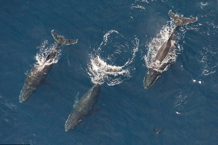 Maui Whale Watching -Private- Air Tour: Spectacular Humpbacks Seen From Above! - thumb 3
