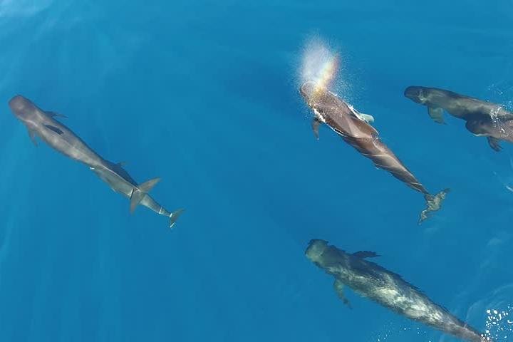 Maui Whale Watching -Private- Air Tour: Spectacular Humpbacks Seen From Above! - thumb 5