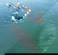 Manatee Snorkeling Tours - Tourism House