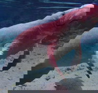 Swim with the Manatees Includes In-Water Guide/Photographer - Tourism House