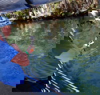 Manatee Viewing Cruise - Tourism House