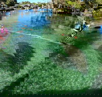 All Clear Kayak Manatee Viewing Ecotour With Local Guide - Tourism House