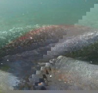 Swim With Manatees In Crystal River Florida - Tourism House