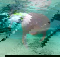 Manatee Snorkel Tour with In-Water Divemaster/Photographer - Tourism House