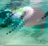 Small group Manatee Tour with In-Water Divemaster/Photographer - Tourism House