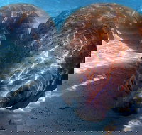 Small Group VIP Manatee Pontoon Tour - Tourism House