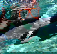 Crystal River Manatee Swim in Kings Bay National Wildlife Refuge - Tourism House