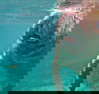 Self Drive Swim with Manatees on the Crystal River - Tourism House