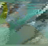 Deluxe Manatee Swim Tour - Tourism House