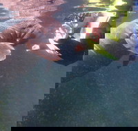 Manatees and Rainbow River by SCUBA or Snorkel - Tourism House