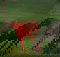 Half-Day Thoroughbred Horse Farm Tour in Kentucky - Tourism House