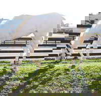 Rarest Thoroughbreds in the World Tour - Tourism House