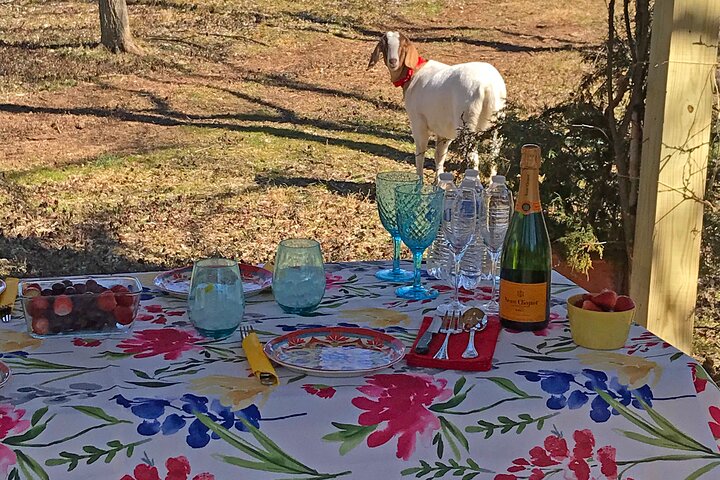 Private Picnic With Goats In Lexington - thumb 0