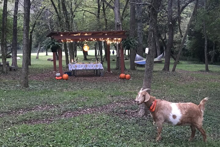 Private Picnic With Goats In Lexington - thumb 2