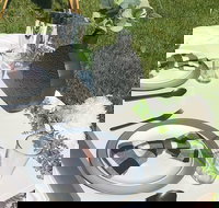 Outdoor Luxury Themed Picnic Setup in Detroit - Tourism House