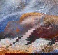 Private VIP Boutique Yellowstone Day Tour from Bozeman - Tourism House